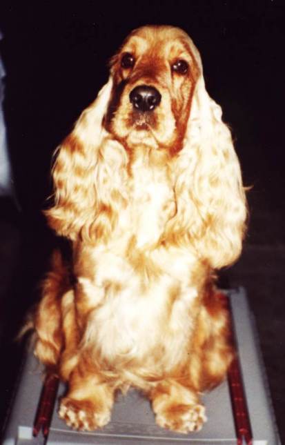 Ohara Scarlett du Chateau de Glamys